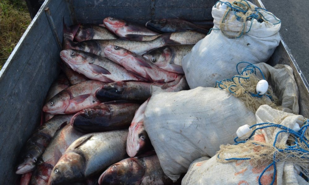 Aproximativ 900 kilograme de pește și plase de pescuit, confiscate de polițiștii de frontieră - peste-1563258534.jpg