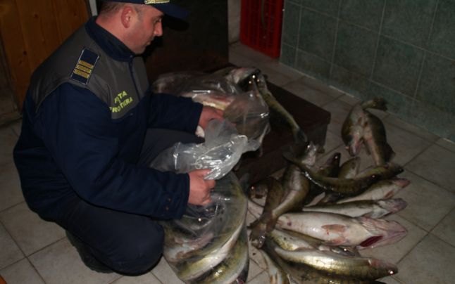 Prinși de polițiștii constănțeni cu 200 de kg de pește, fără acte - peste-1571812407.jpg