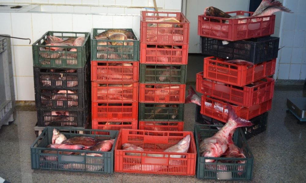 Sute de kilograme de pește confiscate de polițiștii de frontieră tulceni - peste-1580469657.jpg