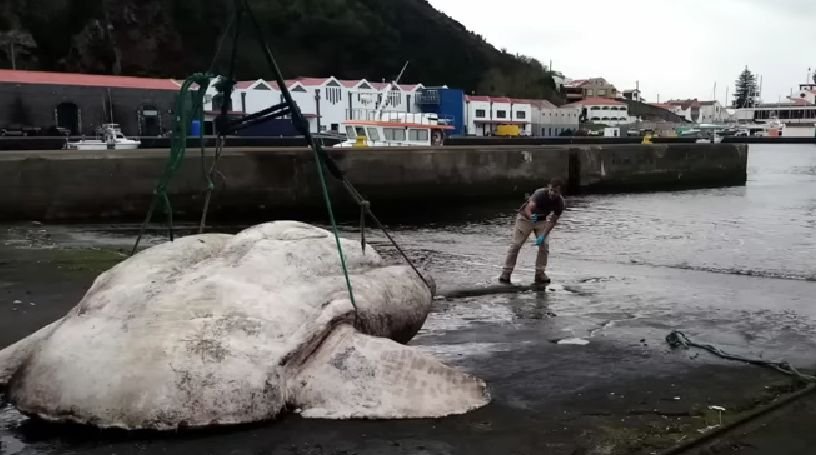 Creatura ciudată găsită pe o plajă din Europa. Are 3 tone și a doborât un record mondial - peste-1665920303.jpg