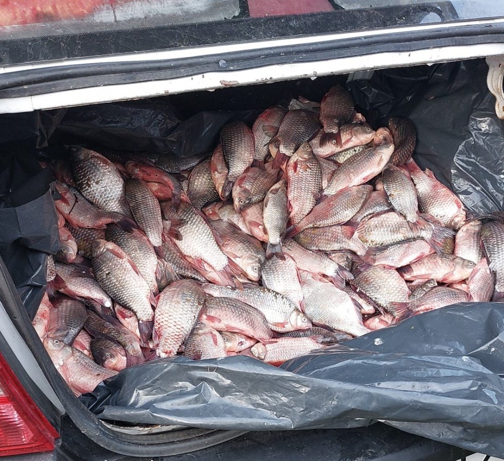 A rămas fără 200 kg de pește proaspăt, pentru că-l vindea din portbagaj, fără forme legale - peste-1667739235.jpg