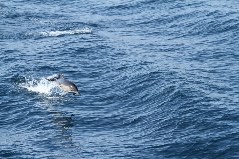 Peste 250 de delfini, observați în opt zile în apele teritoriale românești - peste250dedelfini-1569262352.jpg