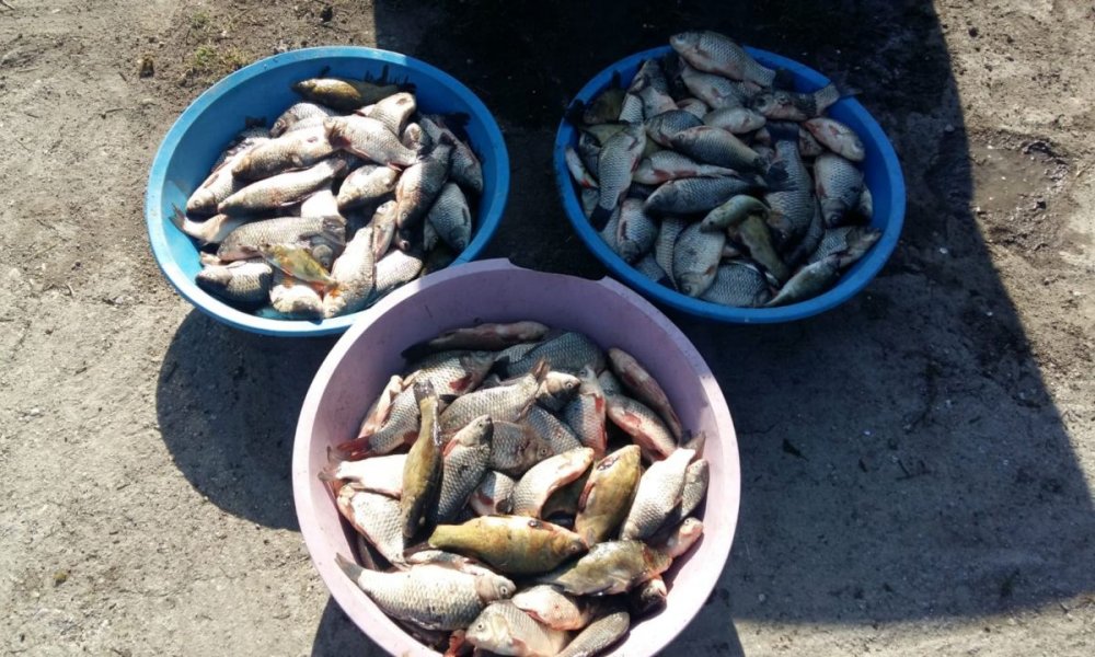 Peste 80 de kg pește confiscate de polițiștii de frontieră - peste80kg2-1559072577.jpg
