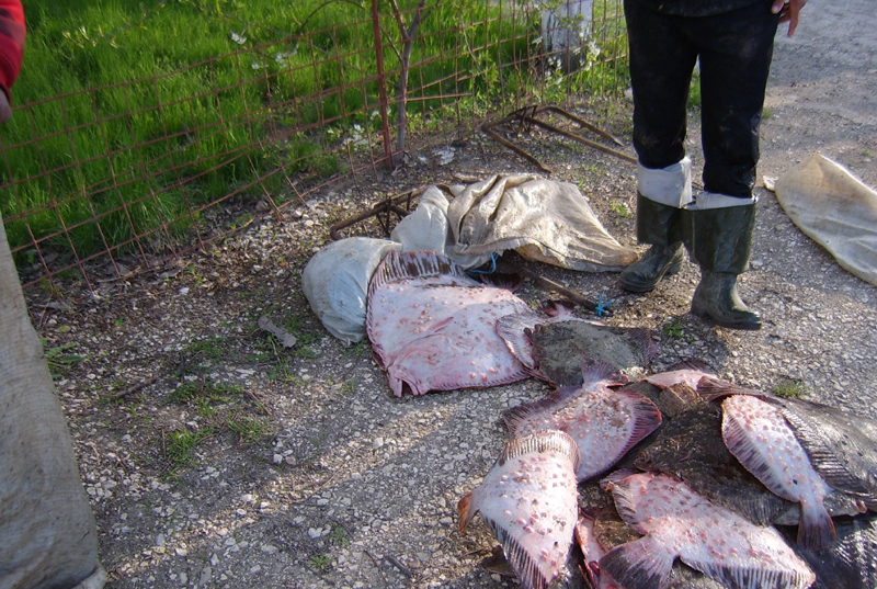 Zeci de kile de pește și icre,  confiscate de polițiștii de frontieră - pestebraconaj-1455555331.jpg