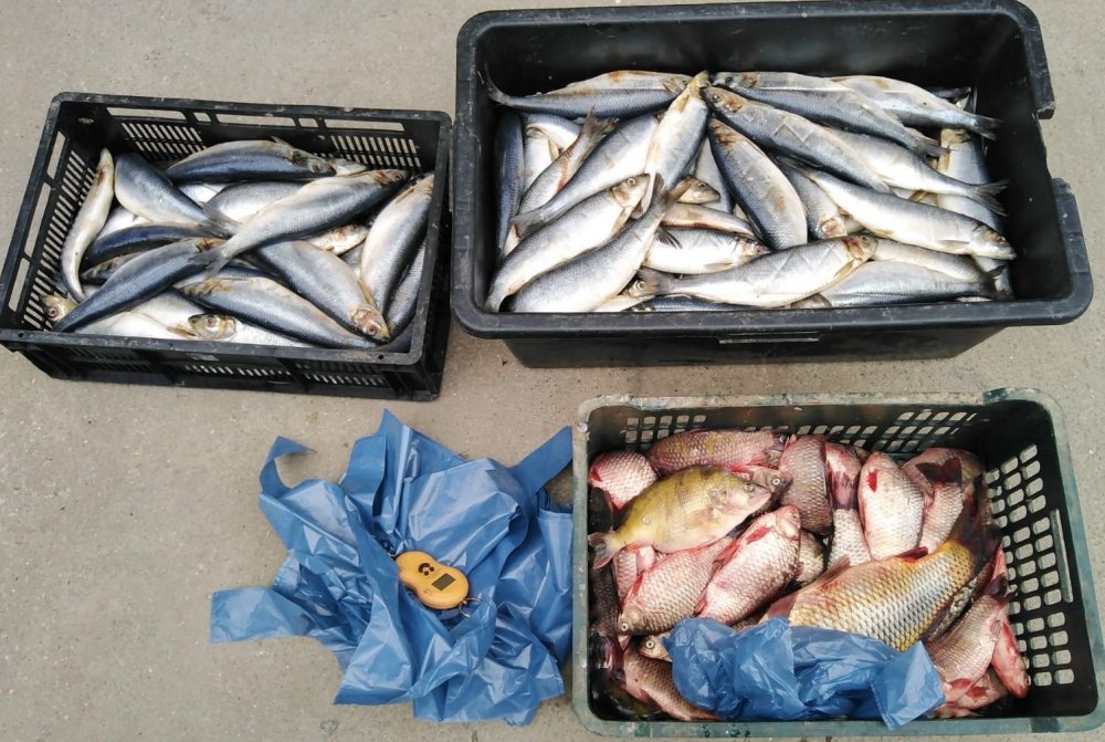 Pește fără acte, pus în vânzare la târg - pestejandarmisursaijjcta-1580674338.jpg