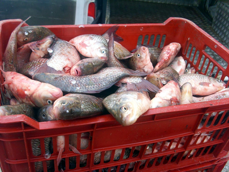 Peste jumătate de tonă de pește, în plasele Gărzii de Coastă - pestejumatatedetonadepeste-1396978400.jpg