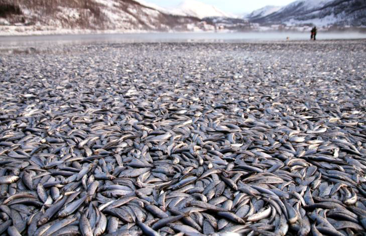 Peste 20 de tone de pești morți acoperă o plajă din Norvegia - pestenorvegia-1325593415.jpg