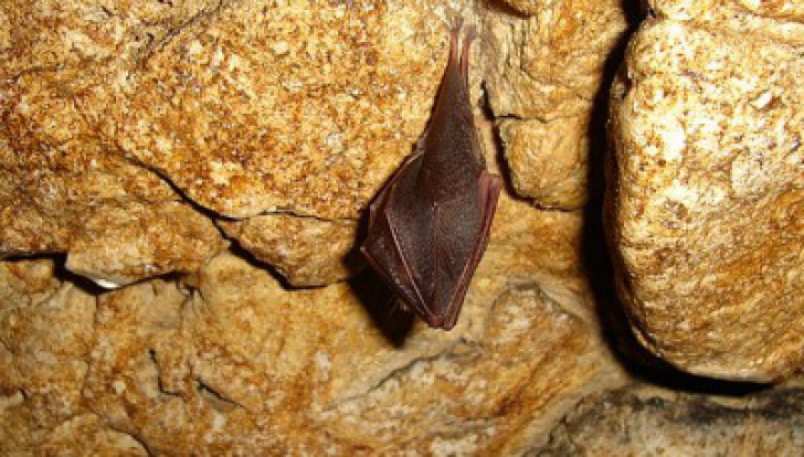 Trei specii rare de lilieci, într-o peșteră din România - pesteraliliecilormoeciu530x22930-1350646392.jpg