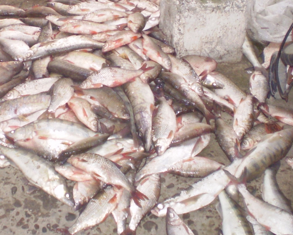 150 kilograme pește transportate fără documente legale - pestetransport-1394094074.jpg