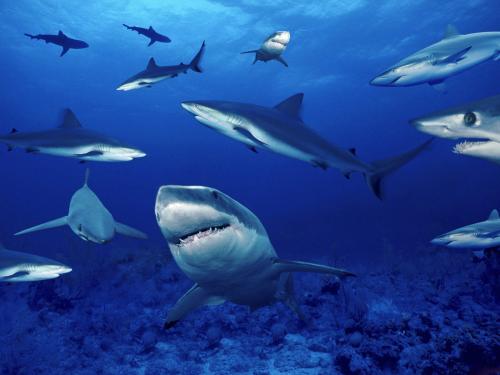 O substanță produsă de rechini ar putea vindeca hepatita - pestiwallpaperspozerechinideskto-1316722144.jpg