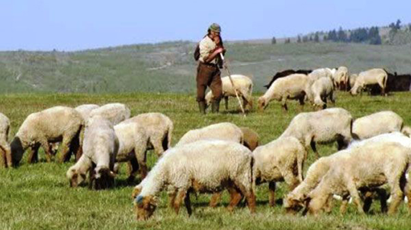 Piața Europei de Vest se deschide pentru crescătorii români de ovine - piataeuropeidevest-1468857429.jpg