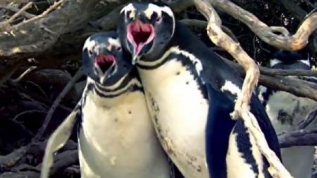 Video. Reacția violentă a unui pinguin la descoperirea partenerei sale cu un 