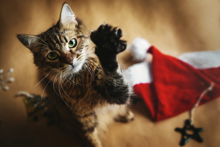 Crăciun cu pisica: cum vă puteți petrece sărbătorile în liniște - pisica-1671465109.jpg