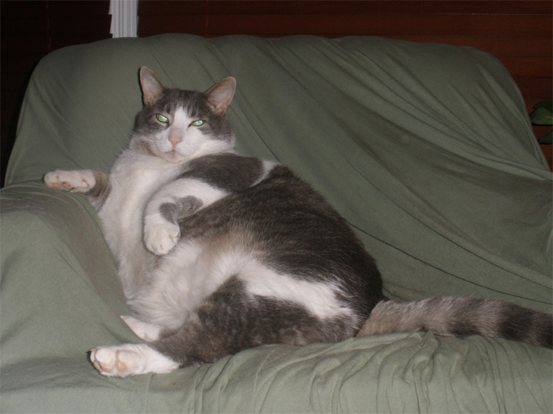 Ce faci când pisica e prea grasă - pisicaobezacopy-1416408283.jpg