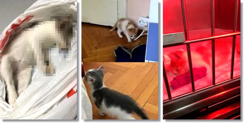 Tânărul acuzat că a omorât pisici adoptate A RECUNOSCUT TOTUL - pisici-1529498050.jpg