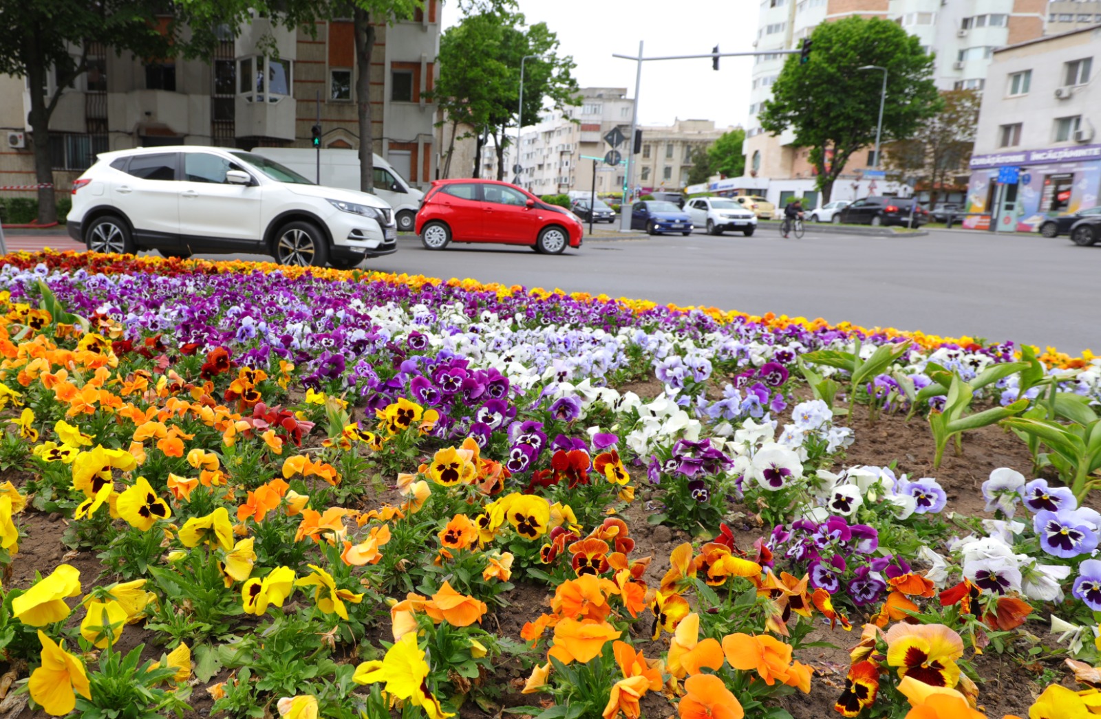Peste 100.000 de crăițe, margarete și alte flori, plantate de Primăria Constanța - plantari-flori-3-1686745852.jpeg