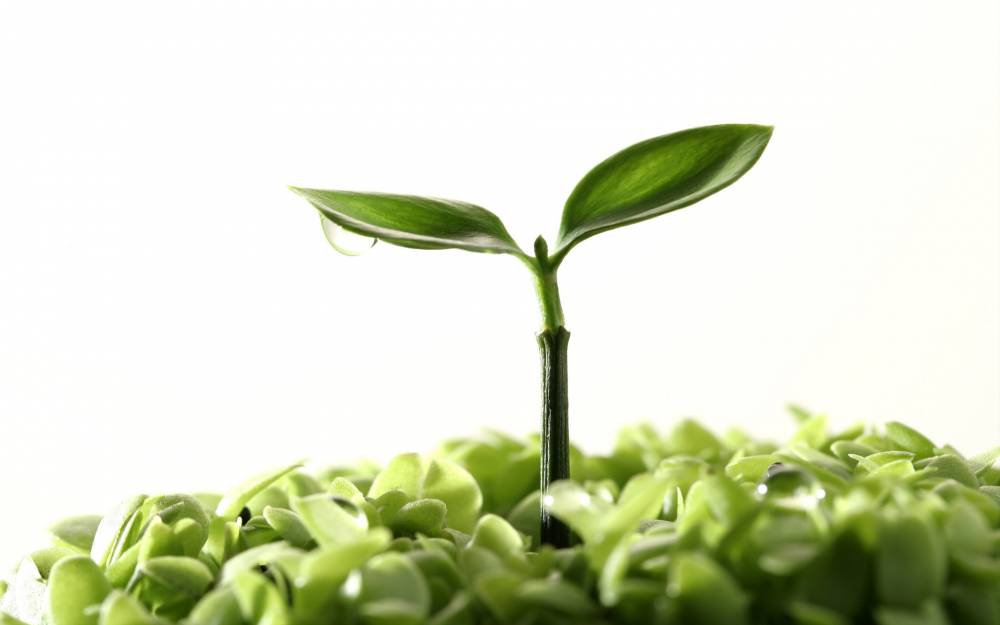 Ce plantă îți este benefică, în funcție de zodie - plante-1423655259.jpg