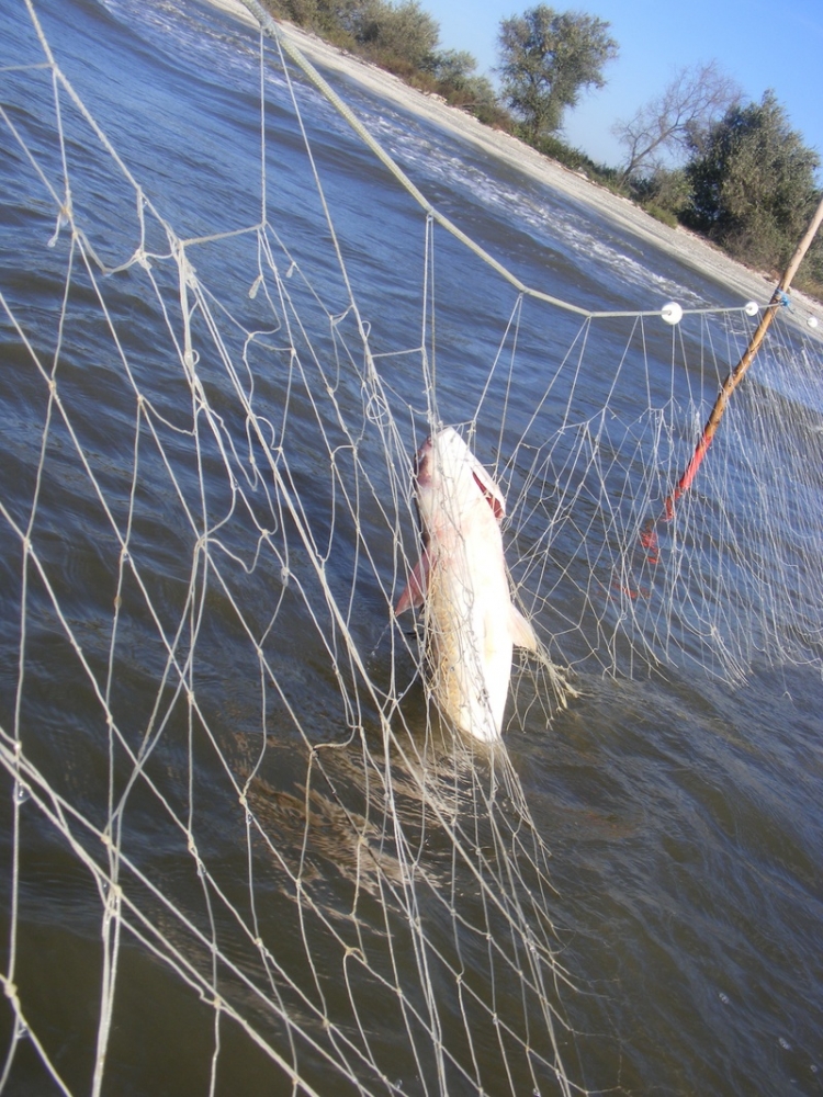 Plase de pescuit confiscate în Delta Dunării - plasa-1361785379.jpg