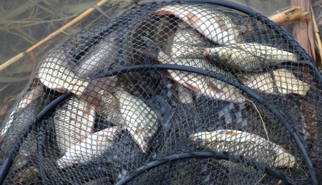 Plase de pescuit și 300 de kilograme de pește, confiscate - plasa13615273561366110380-1367246584.jpg