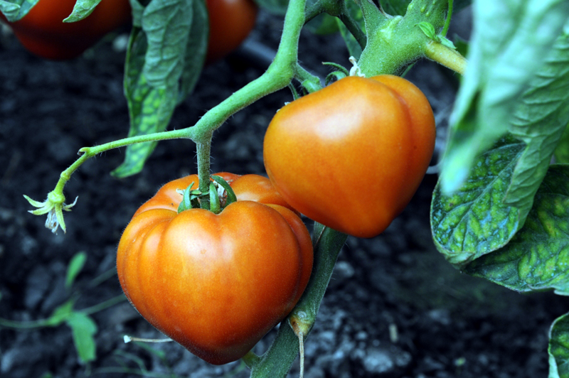 Plăți pentru cultivatorii de tomate - platitomate-1510503956.jpg