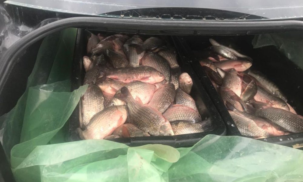 200 kg de pește confiscate de polițiștii de frontieră - politiadefrontiera-1555602846.jpg