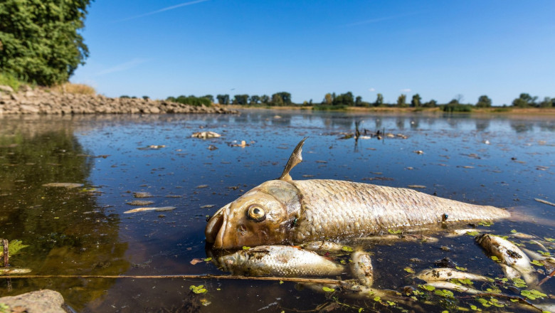 Poluarea din râul Oder ar putea afecta peştii din Marea Baltică - poluaremareabaltica-1660491212.jpg