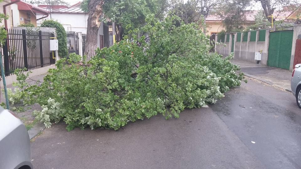 Atenție șoferi! Copaci puși la pământ, în Constanța, din cauza vântului - pompicatfbgirdeanustefan-1461157554.jpg