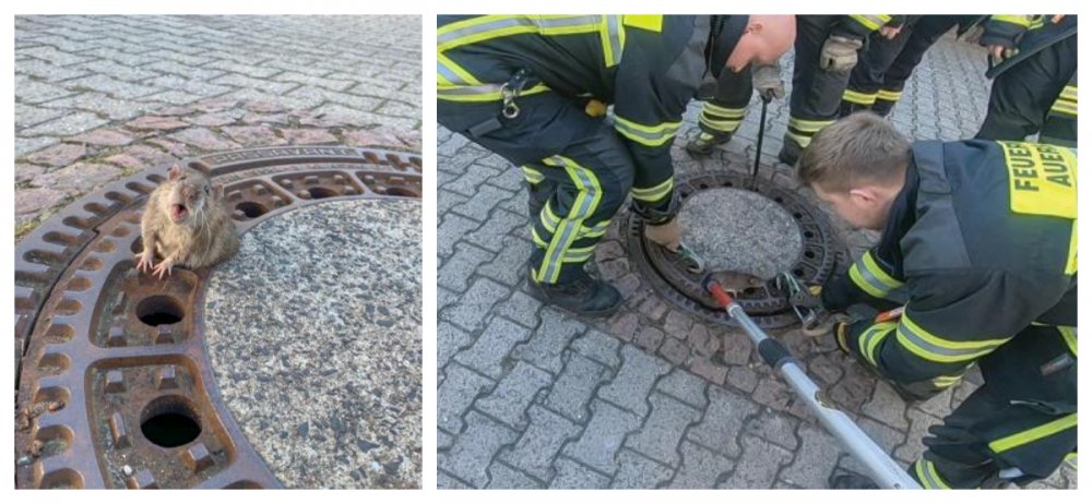 Pompierii din Germania, în alertă. Șobolan blocat într-un capac de canal - pompieriidingermania-1551302942.jpg