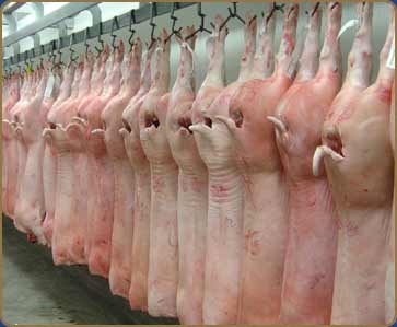 Liber pentru constănțeni la comerțul intracomunitar cu carne de porc - porc-1323354016.jpg