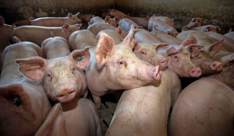 Avertismentul fermierilor: Porcul românesc, pe cale de dispariție din cauza pestei porcine - porc-1632228128.jpg
