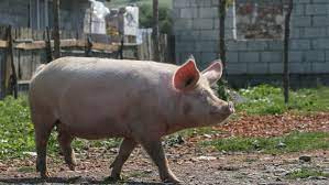 Focar de pestă porcină africană în Capitală - porc-1632925459.jpg