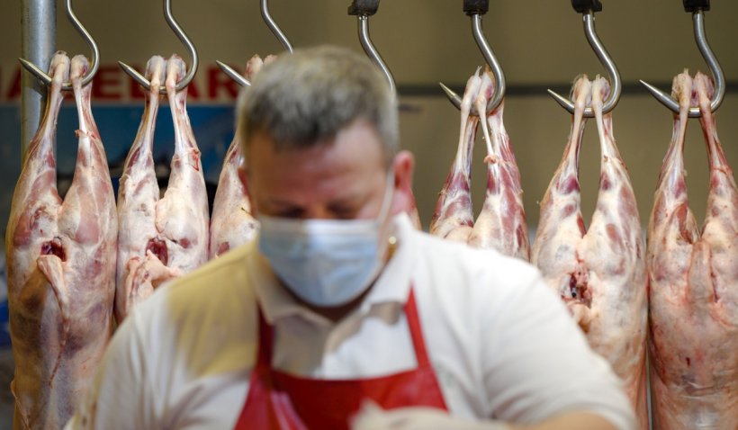 20 de tone de mațe de porc, cu un antibiotic periculos, au fost reținute în portul Constanța - porc-1637334605.jpg