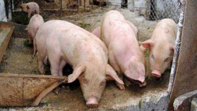 Focar de pestă porcină africană, confirmat intr-o gospodărie din Făgăraș - porc-1640625668.jpg