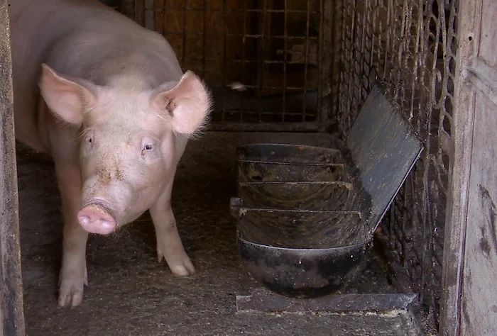 Scandalul „Legii Porcului”. Ministrul Agriculturii a dat ordin ca românii să își poată vinde porcii din gospodării - porc-1699276072.jpg