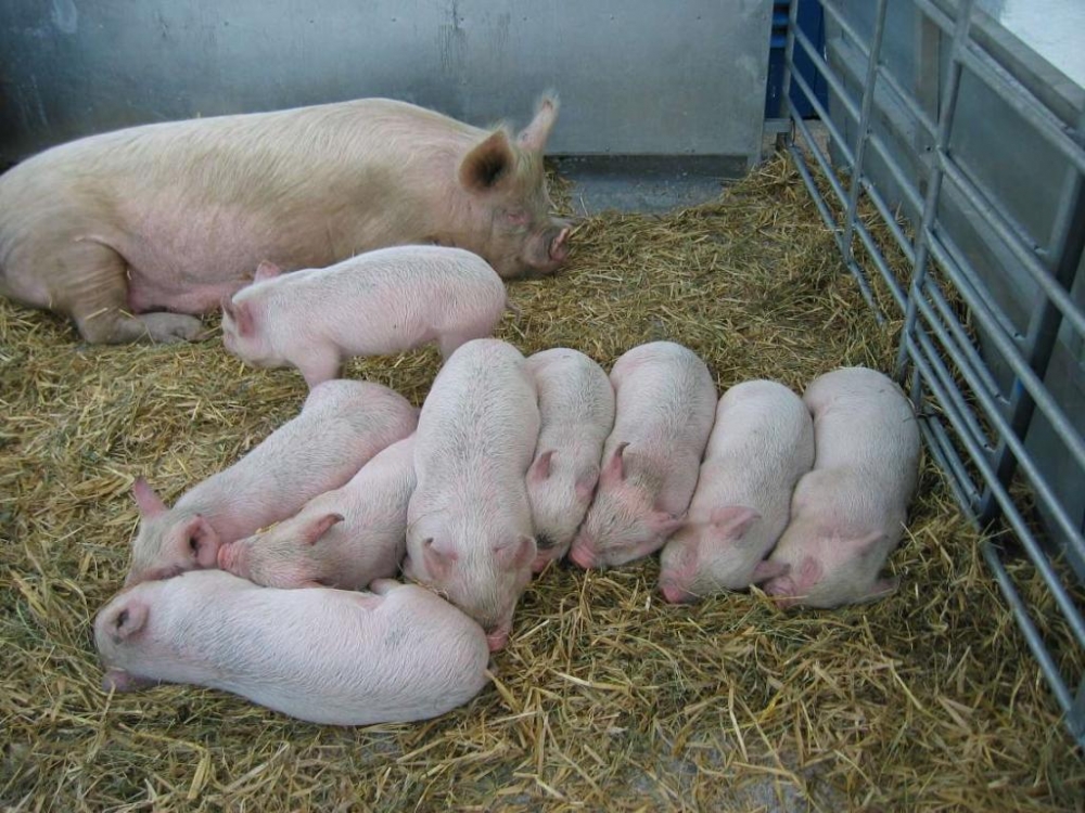 Anunț pentru crescătorii de porci - porci-1363928735.jpg