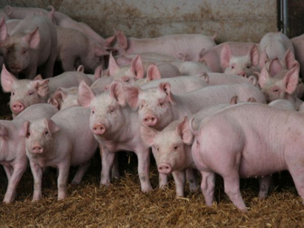 Cioloș: Guvernul a scăpat complet de sub control răspândirea pestei porcine africane - porci-1533337801.jpg