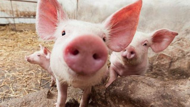 Pestă porcină în două ferme. Peste 12.000 de porci vor fi omorâți - porci-1572629333.jpg