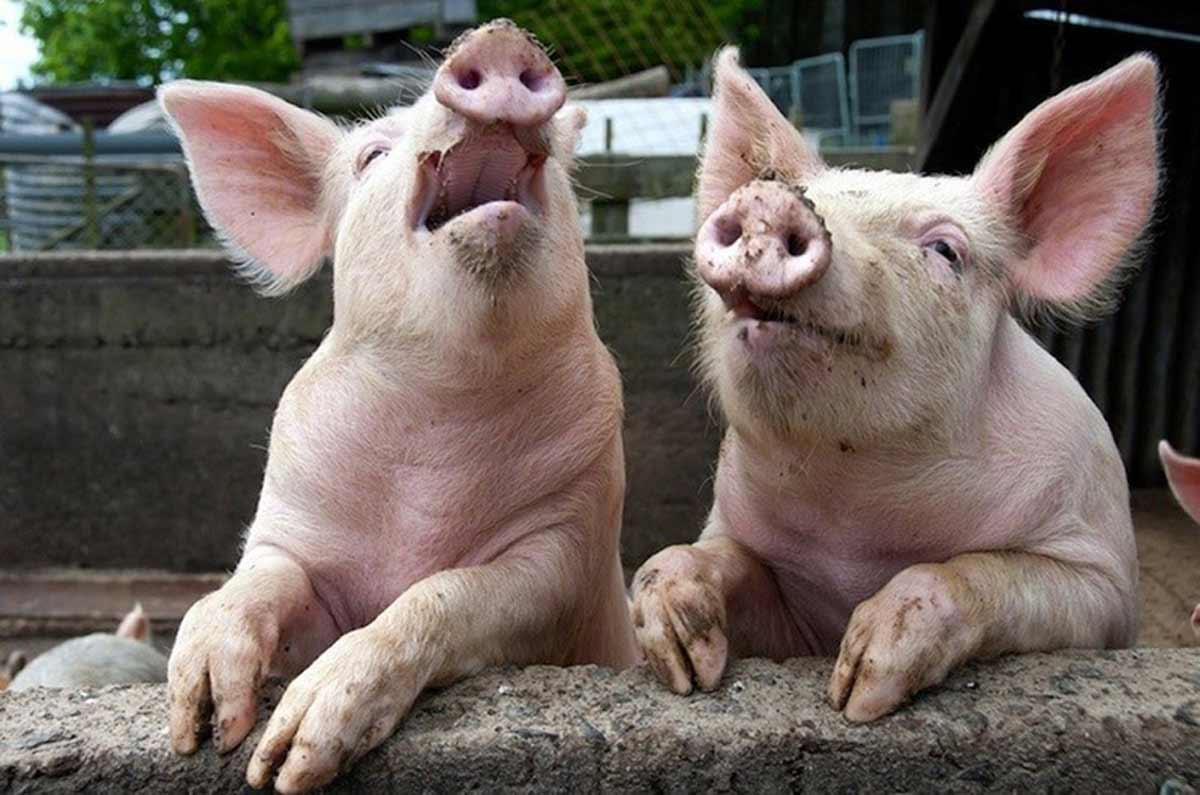 Legea porcului schimbă tradiția la români. Ce nu mai au voie gospodarii să facă - porci1200-1699183015.jpg