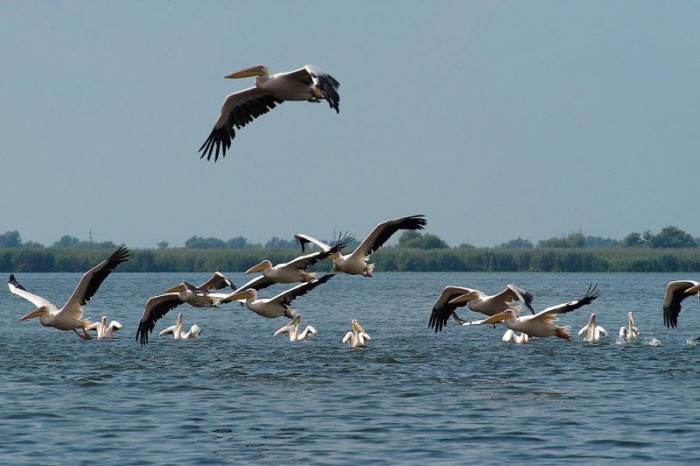 A fost aprobat Planul de management al Rezervației Biosferei Delta Dunării - poza39221-1442923584.jpg