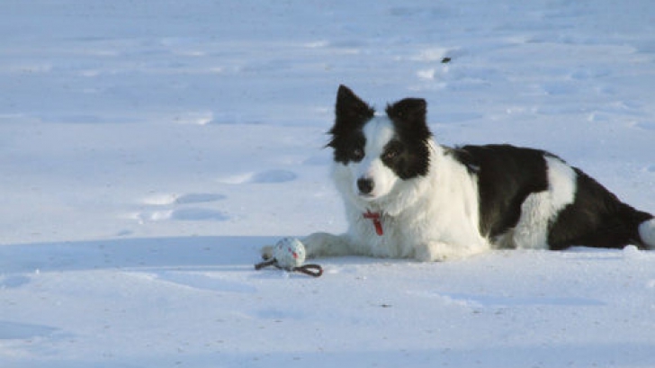 Primul câine din România specializat în salvarea victimelor avalanșelor - ppt199346593700-1366198393.jpg