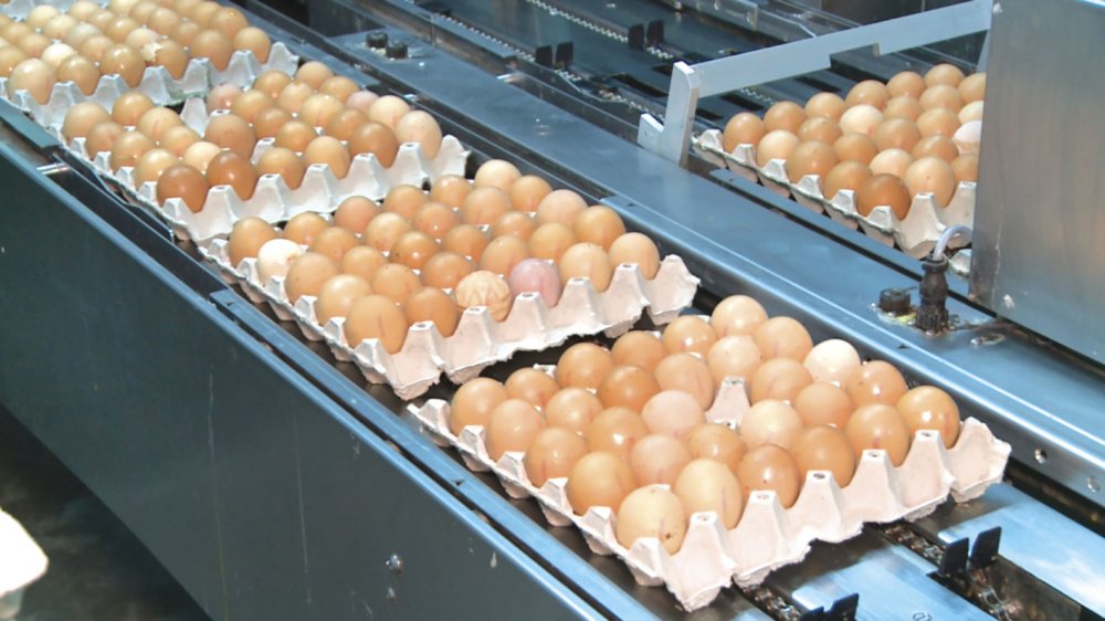 Cum a evoluat preţul ouălor în primul trimestru al anului 2021 - pretuloualor-1617980409.jpg