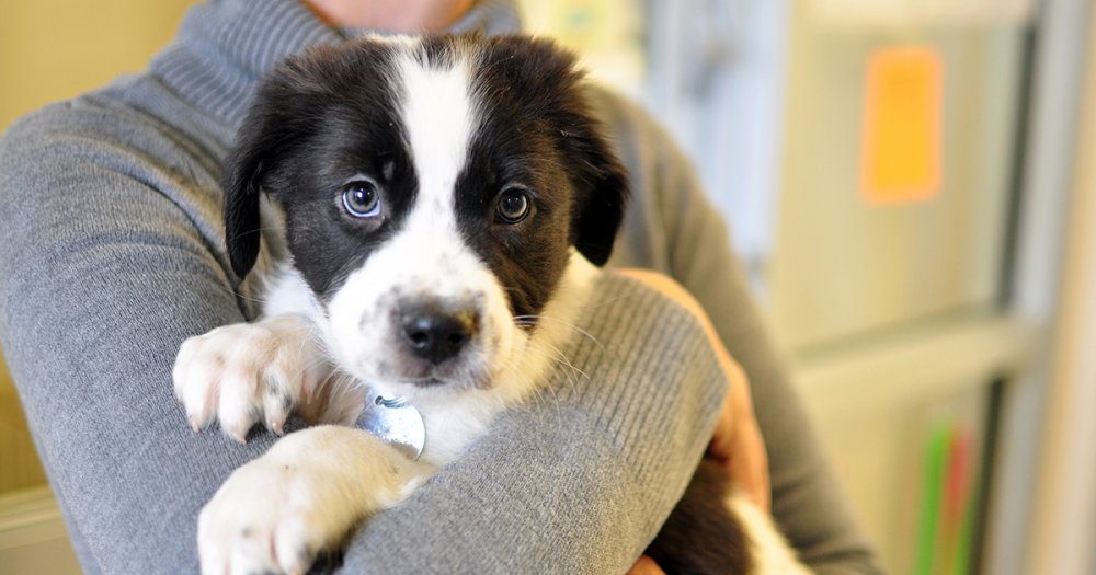 Primăria Constanța a dat startul campaniei de adopție a câinilor fără stăpân - primariaconstanta-1555518486.jpg