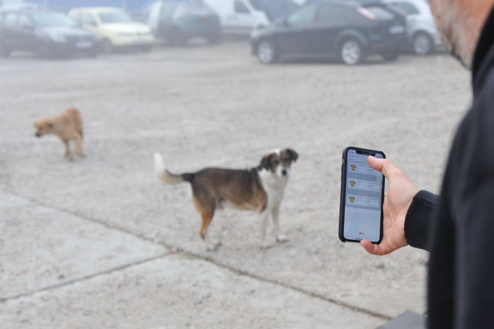 Primăria Constanţa. S-a încheiat recensământul câinilor fără stăpân din oraş - primariaconstantacaini-1617266855.jpg