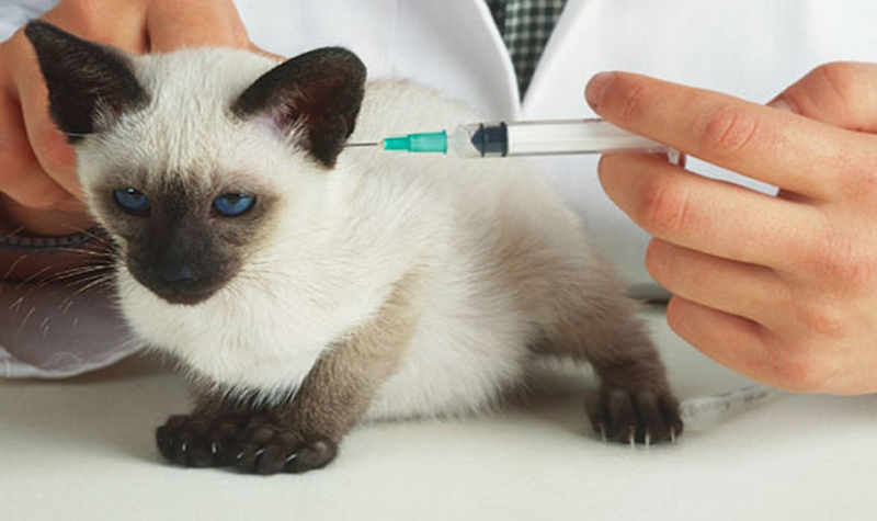 Prima vaccinare la puiul de pisică - primavaccin-1415112598.jpg
