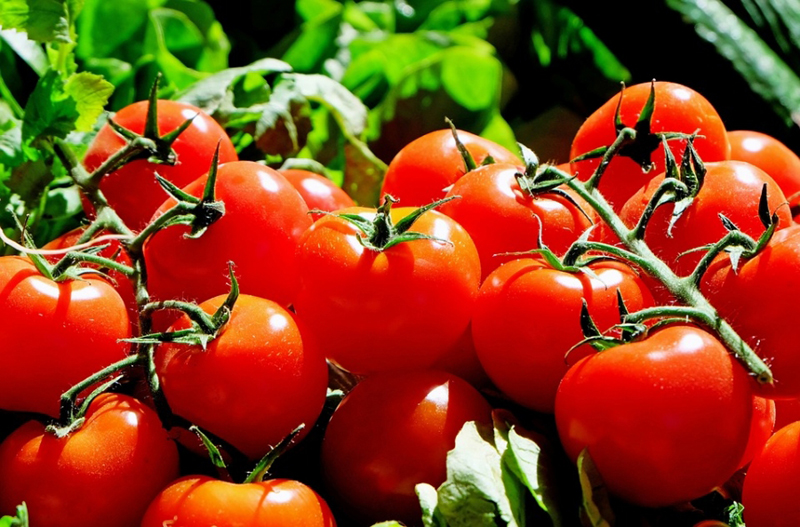 Primele roade ale programului de sprijin pentru tomatele românești - primeleroade-1494253204.jpg