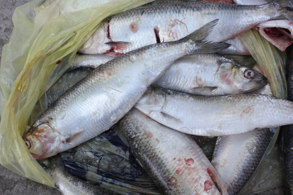 Constănțeni prinși în timp ce vindeau ilegal zeci de kilograme de pește - prinsiintimpcevindeau-1427617433.jpg