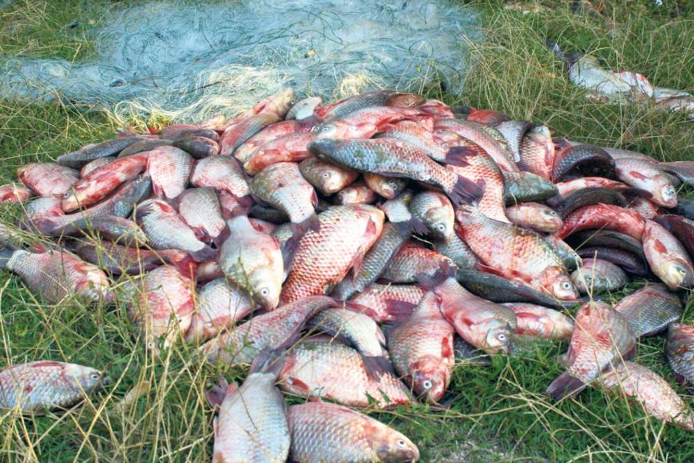 Prins de jandarmi comercializând zeci de kilograme de pește, ilegal - prinsilabraconajtreiclujeniaupes-1512984671.jpg