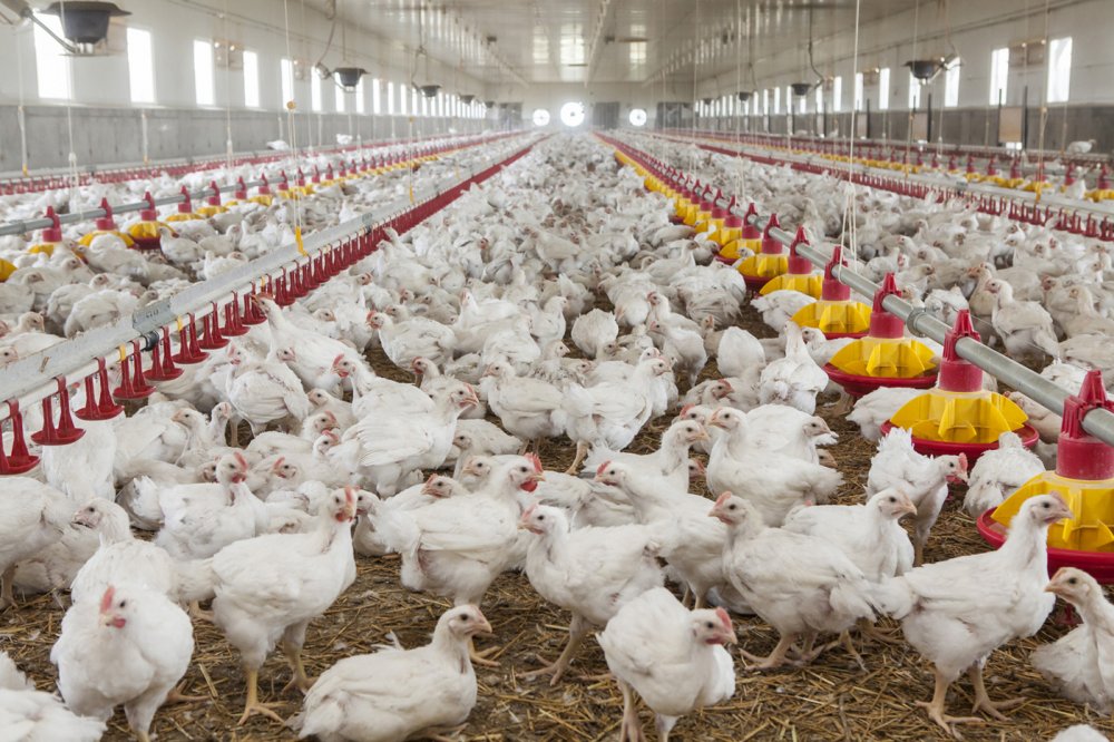 Consumaţi carne de pui şi ouă româneşti cu încredere! - producatoriidecarnedepui-1636743650.jpg