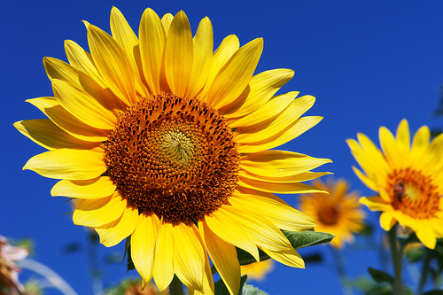 Floarea soarelui  e cu 30% mai scumpă.  Cu cât crește prețul uleiului? - produciamondialdeuleidefloareaso-1345497340.jpg