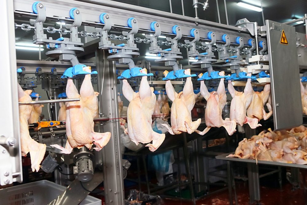 Producția de carne crește doar la păsări - productiadecarnecrestedoarlapasa-1657616819.jpg
